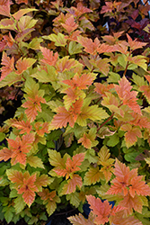 Savannah Sunset Ninebark (Physocarpus opulifolius 'LP1') at Lakeshore Garden Centres