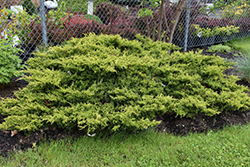 Gold Coast Juniper (Juniperus x media 'Gold Coast') at Lakeshore Garden Centres