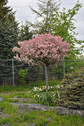 Coralburst Flowering Crab (Malus 'Coralburst') at Lakeshore Garden Centres