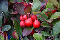 Cherry Berries Wintergreen (Gaultheria procumbens 'Gaulsidh5') at Lakeshore Garden Centres