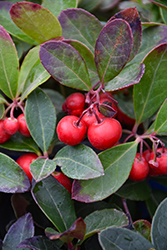 Creeping Wintergreen (Gaultheria procumbens) at Lakeshore Garden Centres