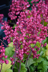 Timeless Glow Coral Bells (Heuchera 'Timeless Glow') at Lakeshore Garden Centres