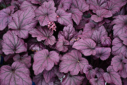 Electric Plum Coral Bells (Heuchera 'Electric Plum') at Lakeshore Garden Centres