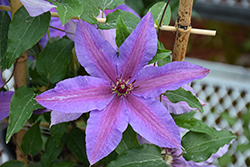 Tumaini Clematis (Clematis 'EviGsy151') at Lakeshore Garden Centres