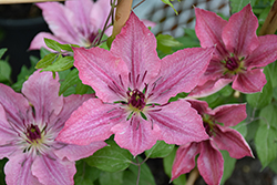 Sarah Elizabeth Clematis (Clematis 'Evipo098') at Lakeshore Garden Centres
