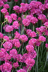 Dusseldorf Pride Sea Thrift (Armeria maritima 'Dusseldorf Pride') at Lakeshore Garden Centres