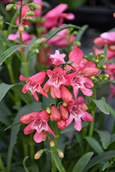 Bejeweled Pink Pearls Beard Tongue (Penstemon barbatus 'Pink Pearls') at Lakeshore Garden Centres