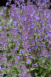 Junior Walker Catmint (Nepeta x faassenii 'Novanepjun') at Lakeshore Garden Centres