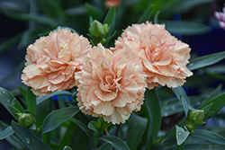 Sunflor Luigi Carnation (Dianthus caryophyllus 'HILLUIGI') at Lakeshore Garden Centres