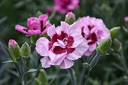 Pretty Poppers Kiss And Tell Pinks (Dianthus 'Kiss And Tell') at Lakeshore Garden Centres