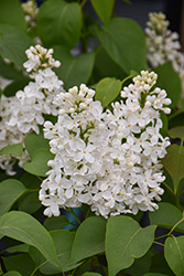 Primrose Lilac (Syringa vulgaris 'Primrose') at Lakeshore Garden Centres
