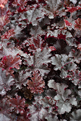 Melting Fire Coral Bells (Heuchera 'Melting Fire') at Lakeshore Garden Centres