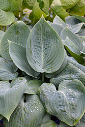 Canadian Blue Hosta (Hosta 'Canadian Blue') at Lakeshore Garden Centres