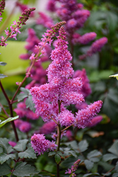 Younique Lilac Astilbe (Astilbe 'Verslilac') at Lakeshore Garden Centres