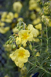 Wisley Primrose Rock Rose (Helianthemum nummularium 'Wisley Primrose') at Lakeshore Garden Centres