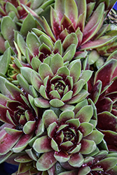 Colorockz Ruby Lime Hens And Chicks (Sempervivum 'Belsemcha1') at Lakeshore Garden Centres