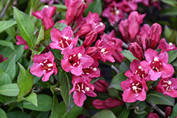 Sonic Bloom Punch Reblooming Weigela (Weigela florida 'SMNW9RB') at Lakeshore Garden Centres
