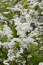 Dwarf Garland Spirea (Spiraea x arguta 'Compacta') at Lakeshore Garden Centres