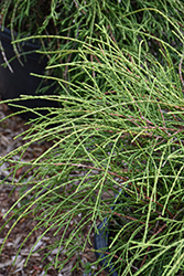 Threadleaf Arborvitae (Thuja occidentalis 'Filiformis') at Lakeshore Garden Centres