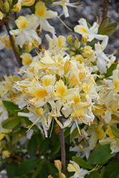 Northern Hi-Lights Azalea (Rhododendron 'Northern Hi-Lights') at Lakeshore Garden Centres