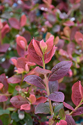 Peach Sorbet Blueberry (Vaccinium 'ZF06-043') at Lakeshore Garden Centres