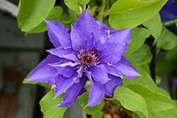Lindsay Clematis (Clematis 'EviGsy152') at Lakeshore Garden Centres