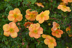 Apricot Whisper Potentilla (Potentilla fruticosa 'Apricot Whisper') at Lakeshore Garden Centres