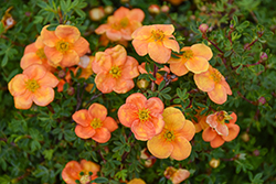 Happy Face Orange Potentilla (Potentilla fruticosa 'Minporoug01') at Lakeshore Garden Centres