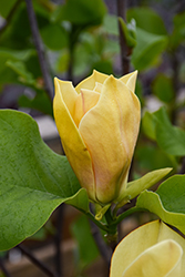 Judy Zuk Magnolia (Magnolia 'Judy Zuk') at Lakeshore Garden Centres