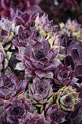 Chick Charms Grape Galaxy Hens And Chicks (Sempervivum 'Grape Galaxy') at Lakeshore Garden Centres