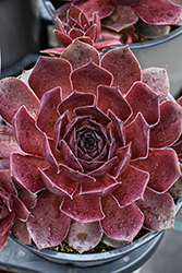 Chick Charms Giant Maroon Mountain Hens And Chicks (Sempervivum 'Maroon Mountain') at Lakeshore Garden Centres