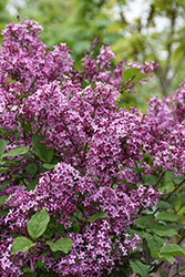 Bloomerang Dark Purple Lilac (tree form) (Syringa 'Bloomerang Dark Purple (tree form)') at Lakeshore Garden Centres