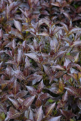 Midnight Wine Shine Weigela (Weigela florida 'SMNWFMS') at Lakeshore Garden Centres