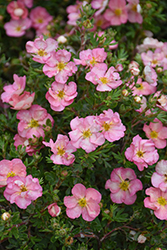 Happy Face Hearts Potentilla (Potentilla fruticosa 'SMNPPS') at Lakeshore Garden Centres