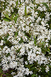Yuki Snowflake Deutzia (Deutzia 'NCDX1') at Lakeshore Garden Centres