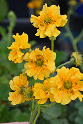 Lady Stratheden Avens (Geum 'Lady Stratheden') at Lakeshore Garden Centres