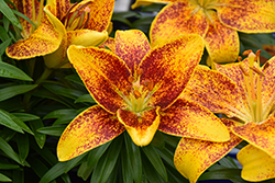 Lily Looks Tiny Parrot Lily (Lilium 'Tiny Parrot') at Lakeshore Garden Centres