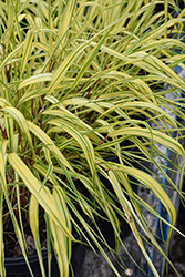 Golden Variegated Hakone Grass (Hakonechloa macra 'Aureola') at Lakeshore Garden Centres