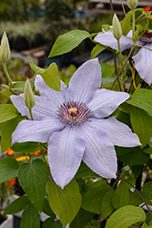 Bernadine Clematis (Clematis 'Evipo061') at Lakeshore Garden Centres