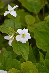Canadian White Violet (Viola canadensis) at Lakeshore Garden Centres