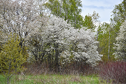 Allegheny Serviceberry (Amelanchier laevis) at Lakeshore Garden Centres