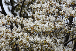 Allegheny Serviceberry (Amelanchier laevis) at Lakeshore Garden Centres
