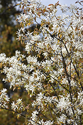 Lustre Allegheny Serviceberry (Amelanchier laevis 'Lustre') at Lakeshore Garden Centres