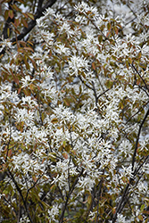 Princess Diana Serviceberry (Amelanchier x grandiflora 'Princess Diana') at Lakeshore Garden Centres