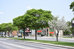 Freedom Elm (Ulmus davidiana 'Freedom') at Lakeshore Garden Centres