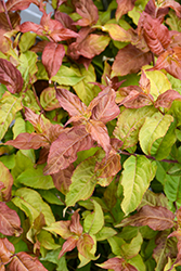 Kodiak Fresh Diervilla (Diervilla 'SMNDSS') at Lakeshore Garden Centres