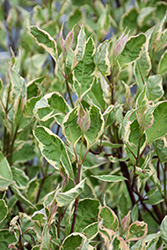 Sgt. Pepper Dogwood (Cornus alba 'Verpaalen2') at Lakeshore Garden Centres
