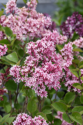 Fairytale Tinkerbelle Lilac (Syringa 'Bailbelle') at Lakeshore Garden Centres