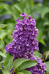 Pocahontas Lilac (Syringa x hyacinthiflora 'Pocahontas') at Lakeshore Garden Centres