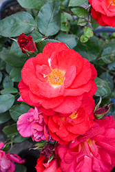 Cinnamon Hearts Rose (Rosa 'VLR13003') at Lakeshore Garden Centres